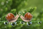 Why Snails Come Out of Their Shells