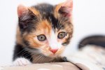 Calico Kittens Personality & Training