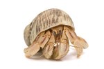 how-long-hermit-crab-live
