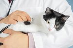 What Is Clavamox for Cats?