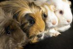 Colors & Sizes of Guinea Pigs
