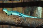 How to Prevent Insects in a Lizard Tank