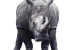 Physical Characteristics of a Rhinoceros