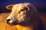How to Build a Sheep Feeder