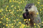 Differences Between Groundhogs & Gophers