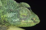 What Type of Fruit Do Chameleons Eat?