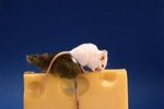 Can Pet Rats Eat Radish Greens?