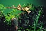 Adaptations That Help Frogs Live in Water