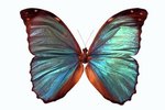 Types of Butterflies & Their Habitats