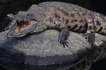 How Are Crocodile Eggs Fertilized?