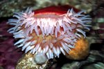 What Kinds of Animals Eat Sea Anemones?