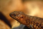 What Happens to a Reptile's Body Temperature When the Outdoor Temperature Increases?