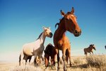 Problems for Wild Horses in Arizona