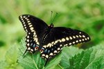 Stages of Black Swallowtail Butterfly Development