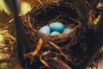 How to Take Care of Robin Eggs