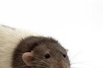 Do Rats Have Good Eyesight?