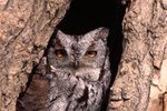 Mounting a Screech Owl House