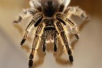 Do Tarantulas Get Used to Their Owner's Scent?