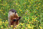 Characteristics Of Marmots