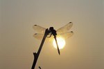 Speed of a Dragonfly