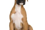 How Large Will a Runt Boxer Get?