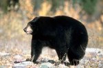 Types of Bears Found in Michigan