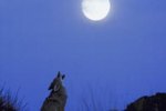 Why the Coyote Howls at the Moon