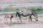 Can a Horse & Zebra Reproduce?
