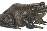 Poisonous Frog Species in South Africa