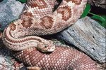 How to Know the Difference Between Female & Male Rattlesnakes