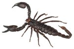 Are Scorpion Females or Males More Aggressive?