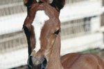 The Best Foods to Feed Yearling Colts