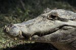 Can a Caiman Alligator Be a Good Pet?
