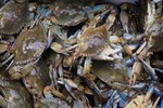 Life Cycle of the Maryland Blue Crab
