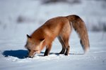 What Is a Fox's Shelter?