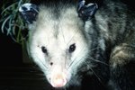 How Does the Opossum Drink Water?