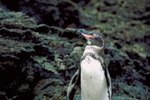 Where Is the Warmest Climate a Penguin Lives?