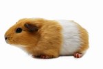 What Does It Mean When a Guinea Pig Runs Around Really Fast?