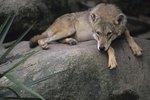 Are Japanese Wolves Real?