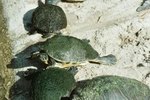 Species of Turtles in Rivers in South America