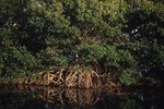 The Mangrove Animals of the Everglades