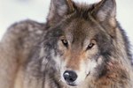 Wolves of Manitoba