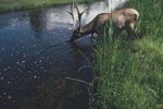 Are There Elk in Georgia?