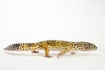 Facts on Baby Geckos