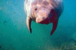 Did Manatees Evolve From Elephants?