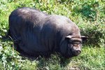 The Life Expectancy of a Vietnamese Potbellied Pig