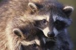 Feeding Habits of Raccoons