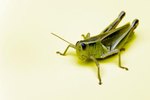 What are a Grasshopper's Enemies?