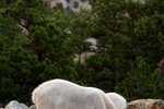 What Animals Are at Mount Rushmore?