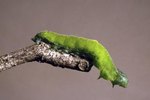 How to Raise an Inchworm